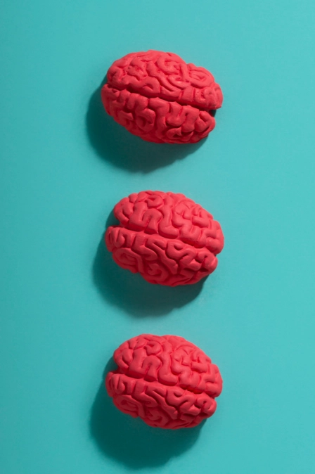 3 макета головного мозга